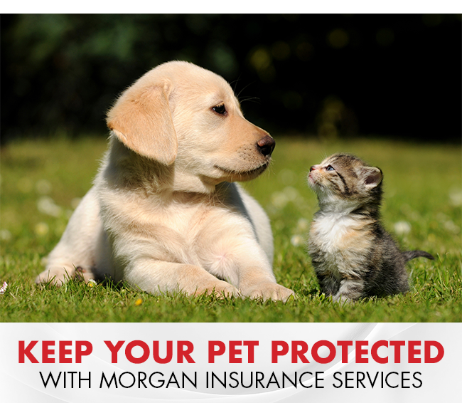 Keep Your Pet Protected With Morgan Auto Group