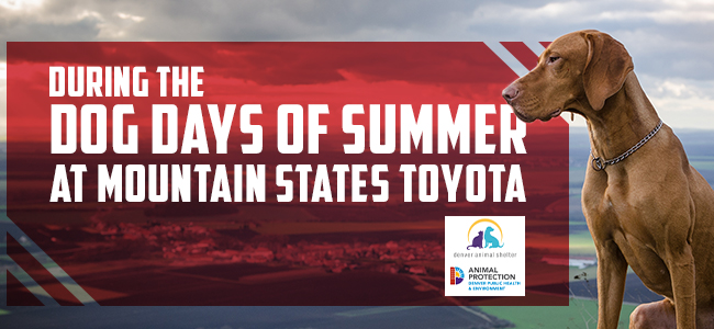 The Dog Days Of Summer At Mountain States Toyota