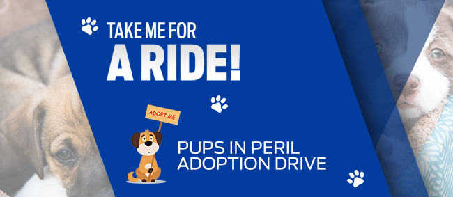 Pups in Peril Adoption Drive