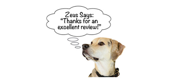 picture of a dog names Zeus