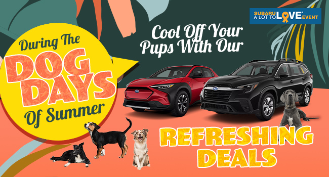 During the dog says of summer cool off your pups with out refreshing deals